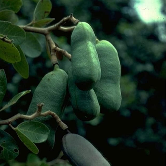 Hymenaea martiana