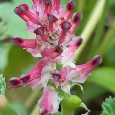 Fumaria densiflora — flower