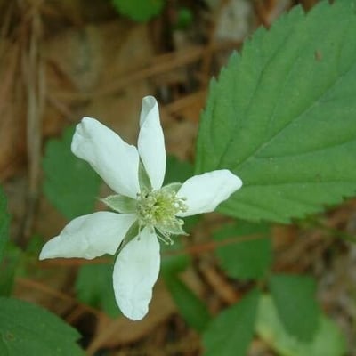 Rubus flagellaris — flower
