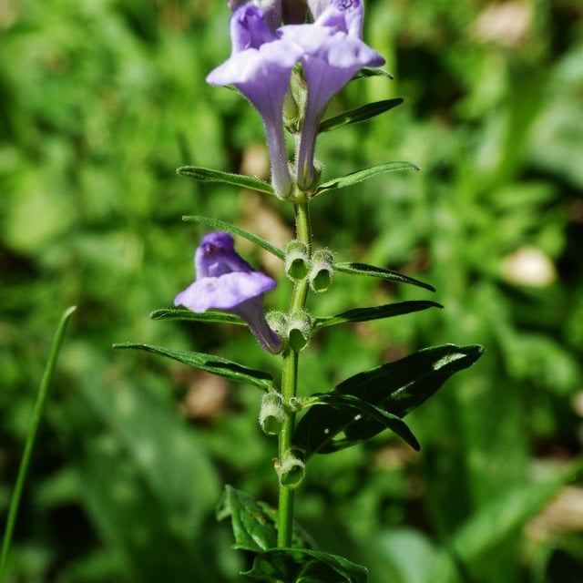 Scutellaria hastifolia — flower