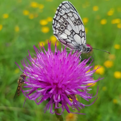 Cirsium tuberosum — flower