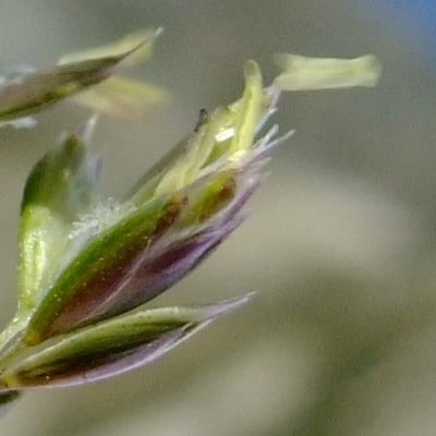 Koeleria pyramidata — flower