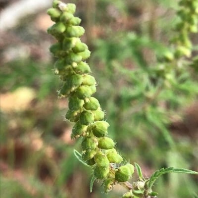 Ambrosia artemisiifolia — flower