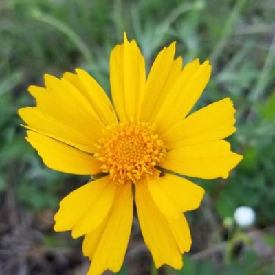 Coreopsis lanceolata — flower