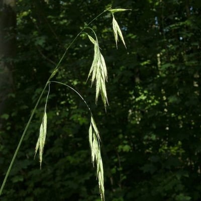 Bromus ramosus — flower