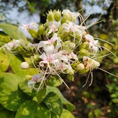 Clerodendrum infortunatum — flower