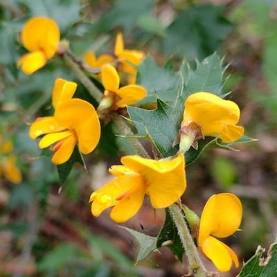 Podolobium ilicifolium — flower