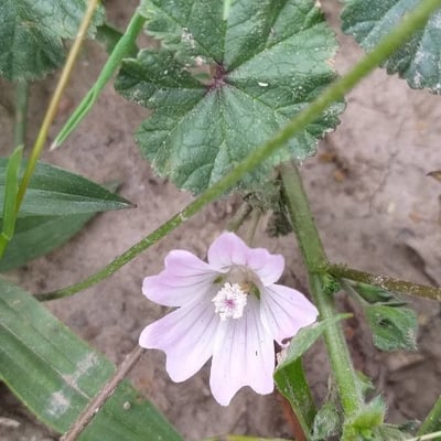 Malva neglecta — flower