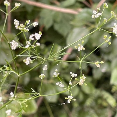 Sison amomum — flower