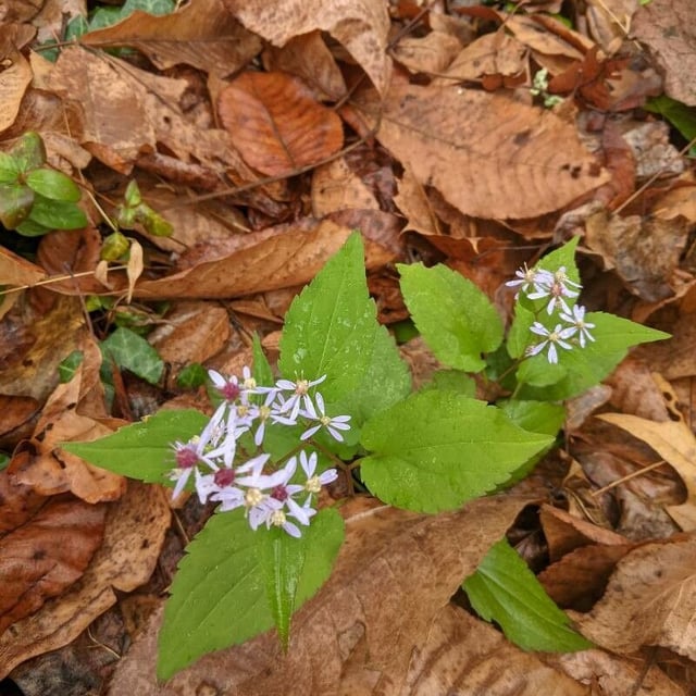 Symphyotrichum cordifolium — flower