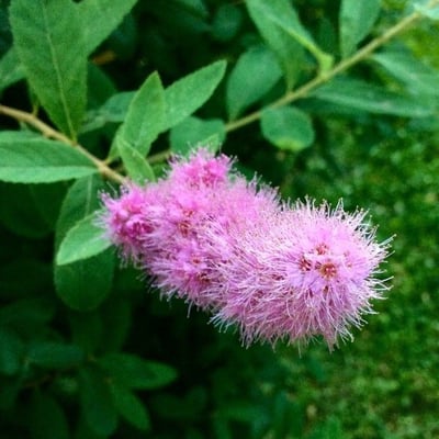 Spiraea douglasii — flower