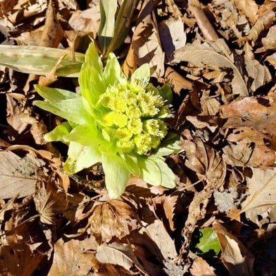 Petasites japonicus — flower