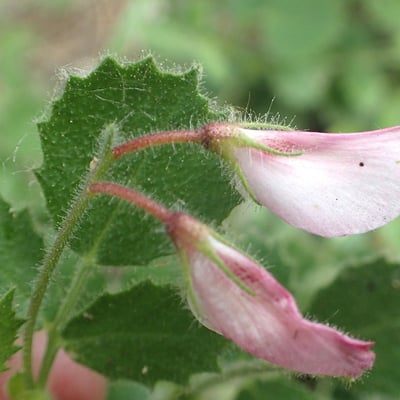 Ononis rotundifolia — flower