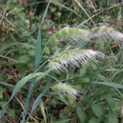 Cynosurus echinatus — flower