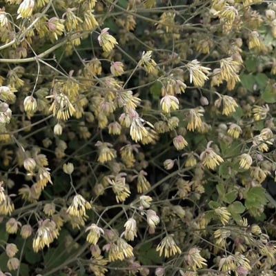 Thalictrum minus — flower