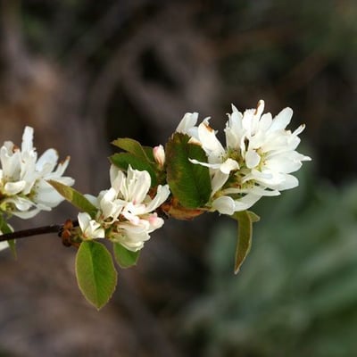 Amelanchier utahensis — flower