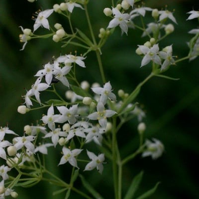 Galium aristatum — flower
