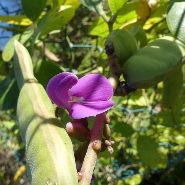 Canavalia rosea — flower
