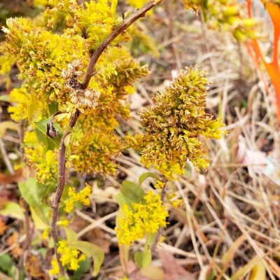 Solidago nemoralis — flower