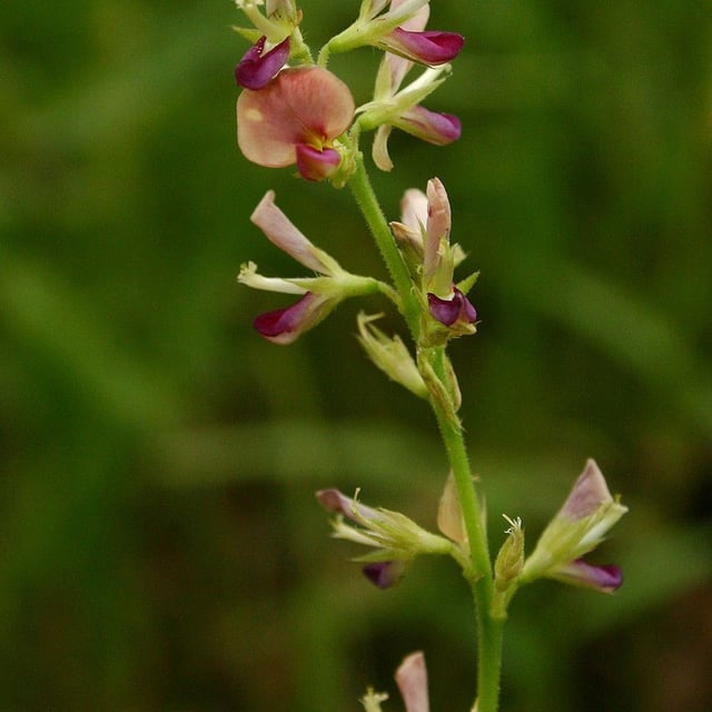 Alysicarpus vaginalis — flower