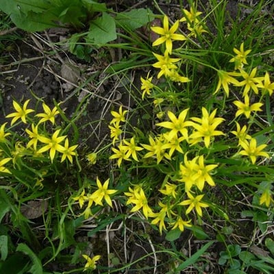 Gagea minima — flower