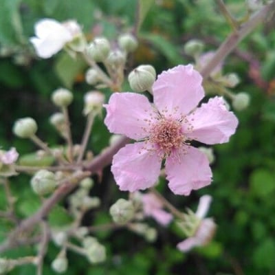 Rubus ulmifolius — flower