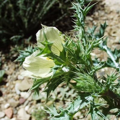 Argemone ochroleuca — flower