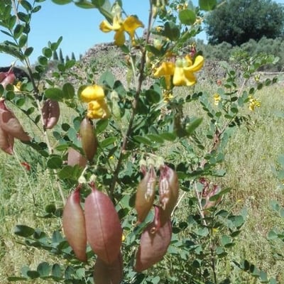 Colutea arborescens — flower