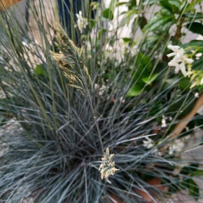 Festuca cinerea — leaf