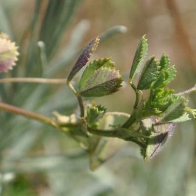 Medicago laciniata — leaf