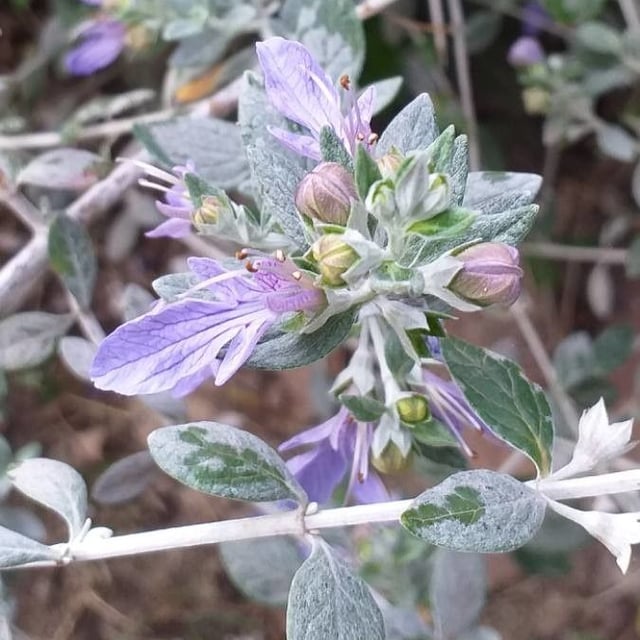 Teucrium fruticans — flower