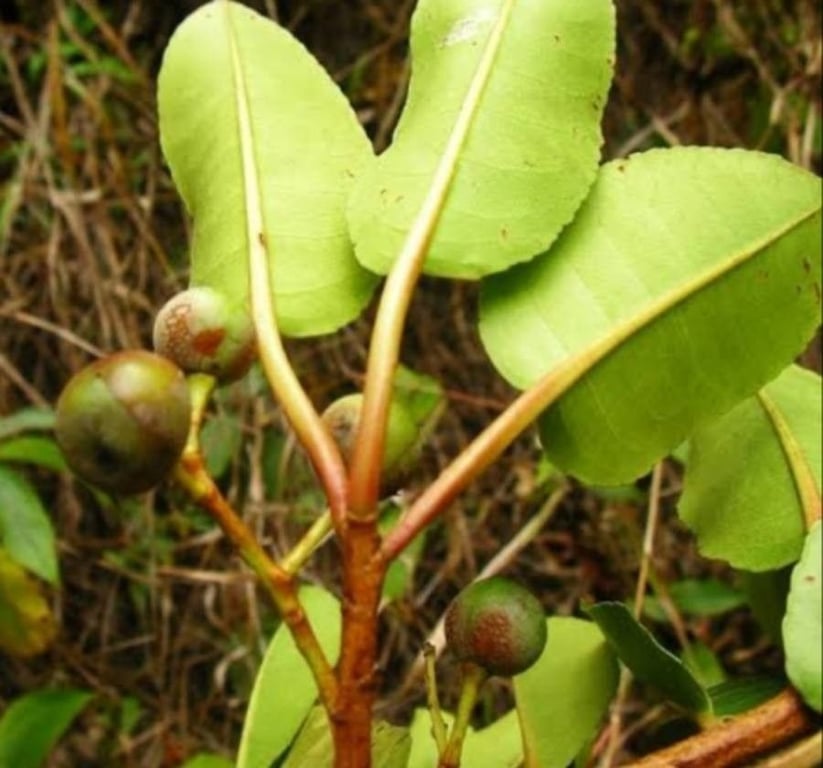 African cherry