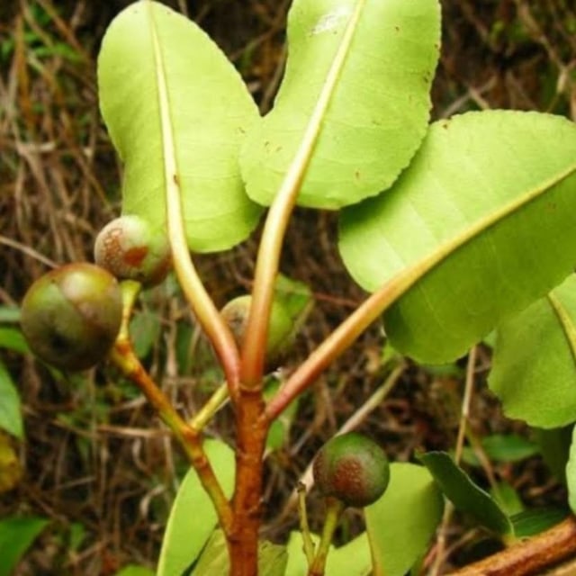 African cherry