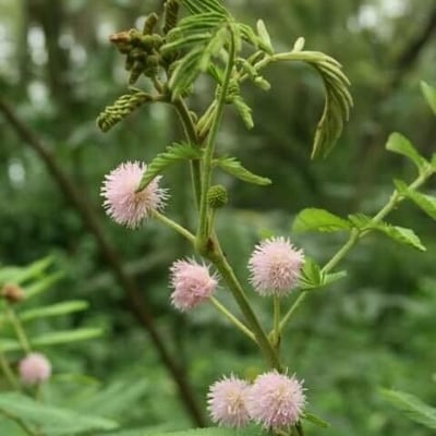 Mimosa pigra — flower