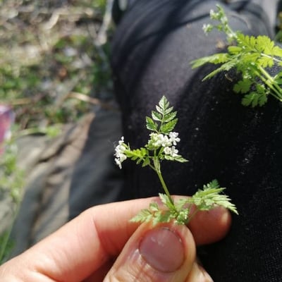 Myrrhis odorata — flower