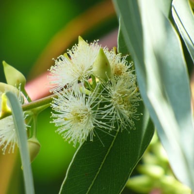 Eucalyptus tereticornis — flower
