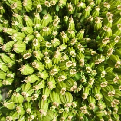 Pleurospermum austriacum — flower