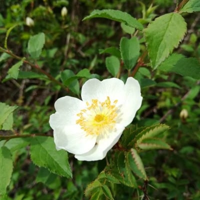 Rosa spinosissima — flower