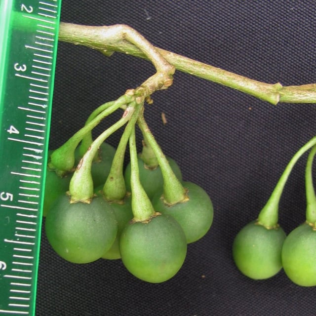 Solanum aphyodendron — fruit