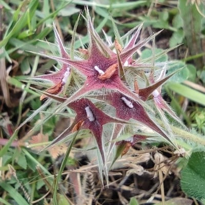 Trifolium stellatum — flower