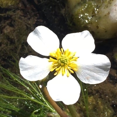 Ranunculus fluitans — flower