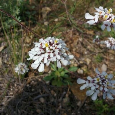 Iberis amara — flower