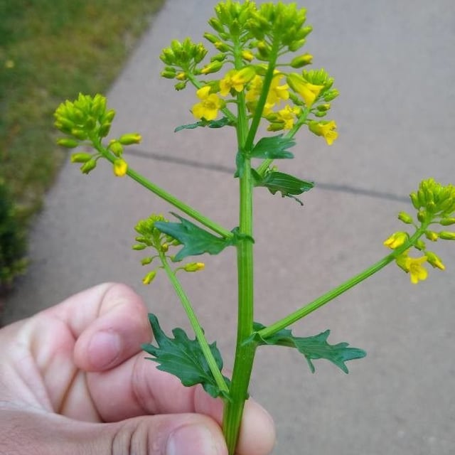 Barbarea verna — flower
