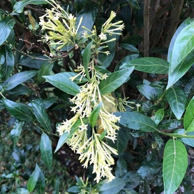 Cestrum nocturnum — flower