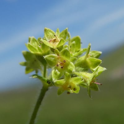 Alchemilla flabellata — flower