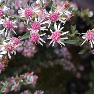 Symphyotrichum lateriflorum — flower