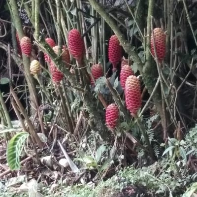 Zingiber zerumbet — flower
