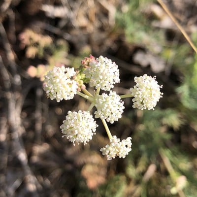Seseli tortuosum — flower