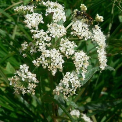 Sium latifolium — flower