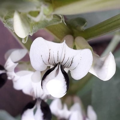 Vicia faba — flower
